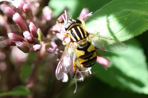 Helophilus pendulus